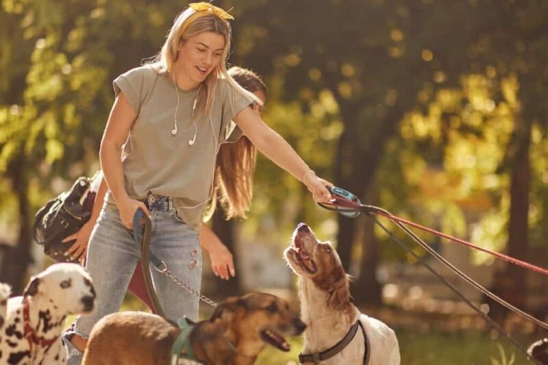 Dog Walking Rates Guide + Calculator | Fair Pricing 2025
