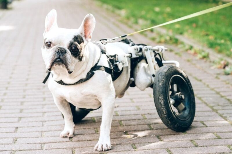 Dog Walking Rates Guide + Calculator | Fair Pricing 2025