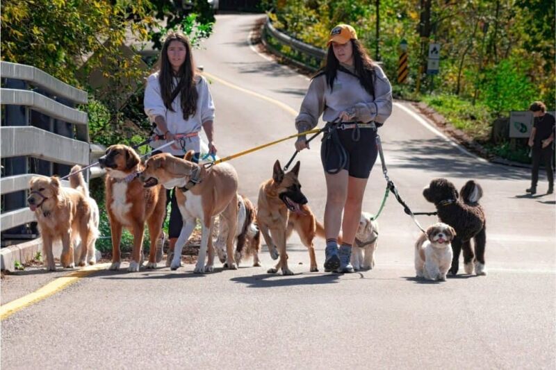 Dog Walking Rates Guide + Calculator | Fair Pricing 2025