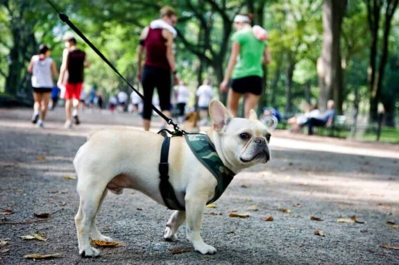 Dog Walking Rates Guide + Calculator | Fair Pricing 2025